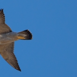 Falco peregrinus at Belconnen, ACT - 27 Jul 2023 03:40 PM