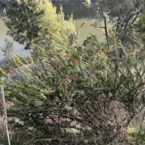 Grevillea juniperina subsp. fortis at Tuggeranong, ACT - 21 Jul 2023 03:03 PM