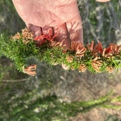 Grevillea juniperina subsp. fortis at Tuggeranong, ACT - 21 Jul 2023 03:03 PM