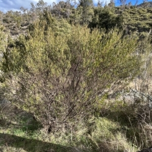 Dodonaea viscosa at Tuggeranong, ACT - 21 Jul 2023 02:18 PM