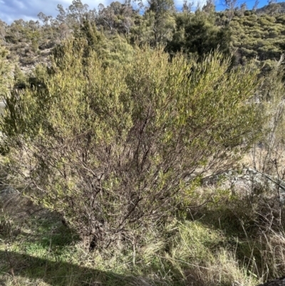 Dodonaea viscosa (Hop Bush) at Tuggeranong, ACT - 21 Jul 2023 by dwise