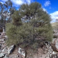 Acacia doratoxylon (Currawang) at Bullen Range - 21 Jul 2023 by dwise