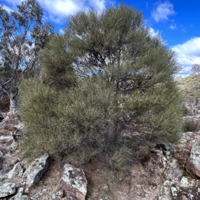 Acacia doratoxylon (Currawang) at Tuggeranong, ACT - 21 Jul 2023 by dwise