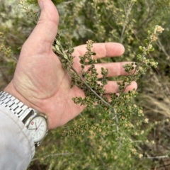 Phebalium squamulosum subsp. ozothamnoides (Alpine Phebalium, Scaly Phebalium) at Tuggeranong, ACT - 21 Jul 2023 by dwise