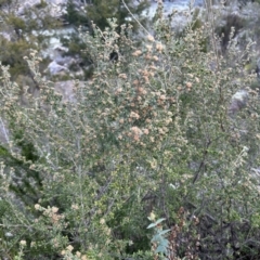 Phebalium squamulosum subsp. ozothamnoides at Tuggeranong, ACT - 21 Jul 2023