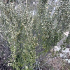 Phebalium squamulosum subsp. ozothamnoides at Tuggeranong, ACT - 21 Jul 2023