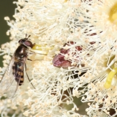 Simosyrphus grandicornis (Common hover fly) at Wodonga, VIC - 23 Jul 2023 by KylieWaldon