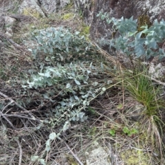 Veronica perfoliata at Tuggeranong, ACT - 21 Jul 2023