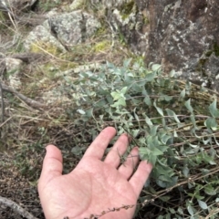 Veronica perfoliata at Tuggeranong, ACT - 21 Jul 2023