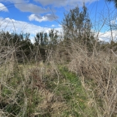 Unidentified Other Tree at Tuggeranong, ACT - 18 Jul 2023 by dwise