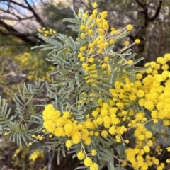 Acacia dealbata at Paddys River, ACT - 20 Jul 2023 10:18 AM