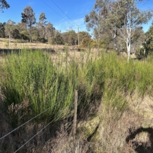 Cytisus scoparius subsp. scoparius at Stromlo, ACT - 12 Jul 2023 01:52 PM