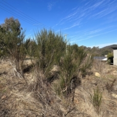 Cytisus scoparius subsp. scoparius at Stromlo, ACT - 12 Jul 2023 01:52 PM