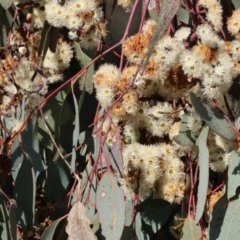Eucalyptus albens (White Box) at Wodonga, VIC - 23 Jul 2023 by KylieWaldon