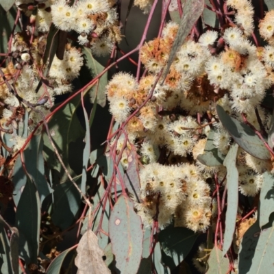 Eucalyptus albens (White Box) at Wodonga, VIC - 23 Jul 2023 by KylieWaldon