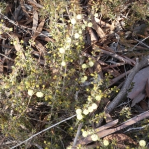 Acacia gunnii at Queanbeyan West, NSW - 29 Jul 2023 09:08 AM