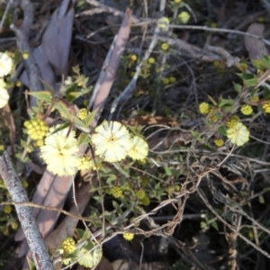 Acacia gunnii at Queanbeyan West, NSW - 29 Jul 2023 09:08 AM