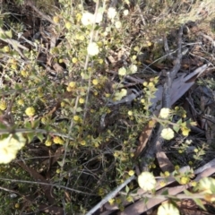 Acacia gunnii at Queanbeyan West, NSW - 29 Jul 2023 09:08 AM