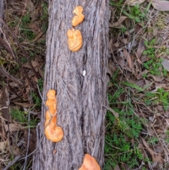 Trametes coccinea (Scarlet Bracket) at West Stromlo - 18 Jul 2023 by KarlG