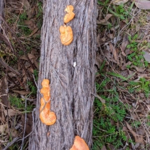 Trametes coccinea at Stromlo, ACT - 18 Jul 2023 01:47 PM