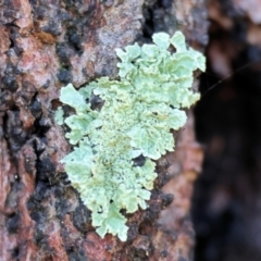 Unidentified Lichen at Wodonga, VIC - 23 Jul 2023 by KylieWaldon