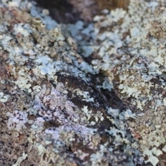 Unidentified Lichen at Wodonga, VIC - 23 Jul 2023 by KylieWaldon
