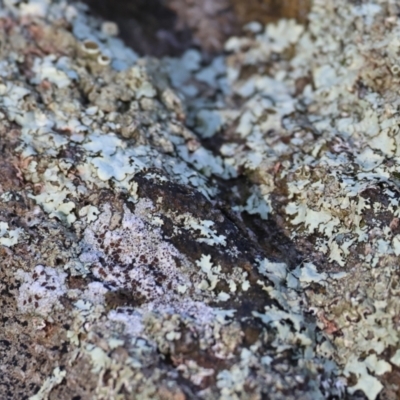 Unidentified Lichen at Wodonga, VIC - 23 Jul 2023 by KylieWaldon