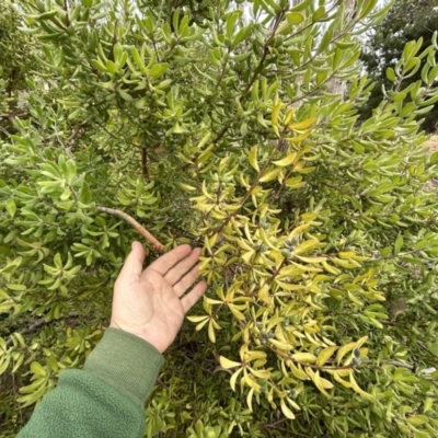 Persoonia rigida (Hairy Geebung) at Paddys River, ACT - 7 Jul 2023 by dwise