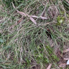 Nassella neesiana (Chilean Needlegrass) at Hackett, ACT - 28 Jul 2023 by waltraud