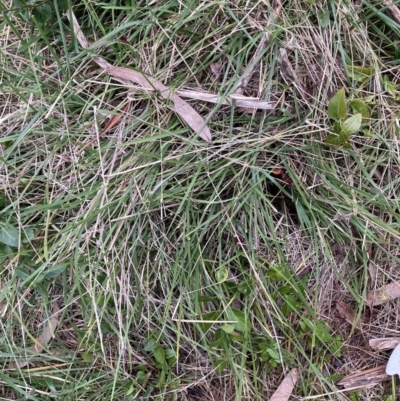 Nassella neesiana (Chilean Needlegrass) at Hackett, ACT - 28 Jul 2023 by waltraud