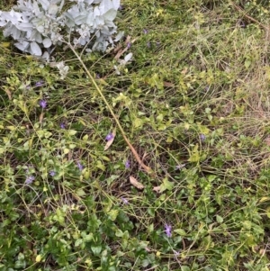 Vinca major at Hackett, ACT - 28 Jul 2023 03:41 PM