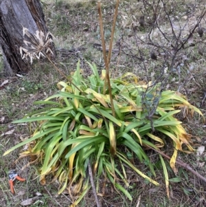 Agapanthus praecox subsp. orientalis at Hackett, ACT - 28 Jul 2023