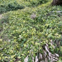 Vinca major (Blue Periwinkle) at Hackett, ACT - 28 Jul 2023 by waltraud