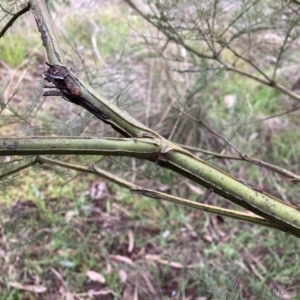 Acacia decurrens at Hackett, ACT - 28 Jul 2023