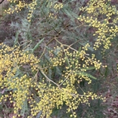 Acacia decurrens at Hackett, ACT - 28 Jul 2023