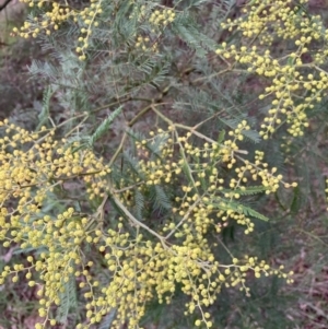 Acacia decurrens at Hackett, ACT - 28 Jul 2023