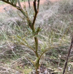 Acacia decurrens (Green Wattle) at Hackett, ACT - 28 Jul 2023 by waltraud