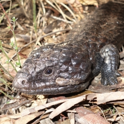 Tiliqua rugosa (Shingleback Lizard) at Bango Nature Reserve - 5 May 2023 by RobG1