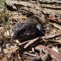 Tiliqua rugosa at Bango, NSW - 5 May 2023