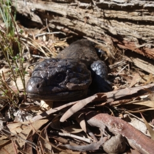 Tiliqua rugosa at Bango, NSW - 5 May 2023