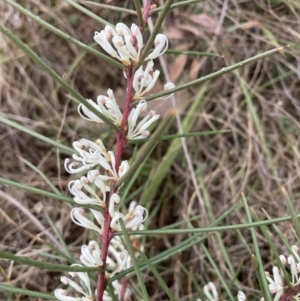 Hakea decurrens subsp. decurrens at Hackett, ACT - 28 Jul 2023