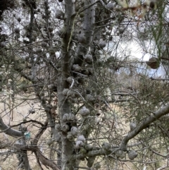 Hakea decurrens subsp. decurrens at Hackett, ACT - 28 Jul 2023