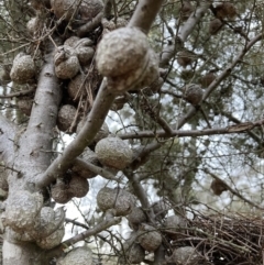 Hakea decurrens subsp. decurrens at Hackett, ACT - 28 Jul 2023