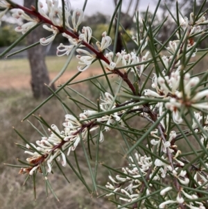 Hakea decurrens subsp. decurrens at Hackett, ACT - 28 Jul 2023