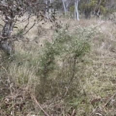 Hakea decurrens subsp. decurrens at Hackett, ACT - 28 Jul 2023 04:10 PM