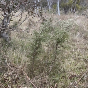 Hakea decurrens subsp. decurrens at Hackett, ACT - 28 Jul 2023 04:10 PM