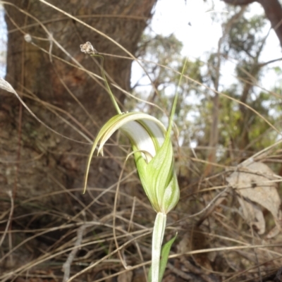 Diplodium ampliatum (Large Autumn Greenhood) at Bango Nature Reserve - 5 May 2023 by RobG1