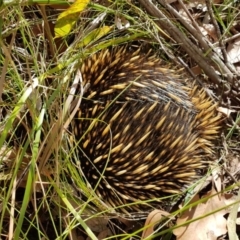 Tachyglossus aculeatus (Short-beaked Echidna) at Penrose, NSW - 29 Jul 2023 by Aussiegall