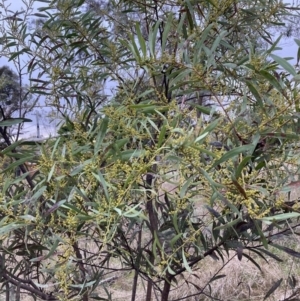 Acacia rubida at Hackett, ACT - 28 Jul 2023 04:07 PM