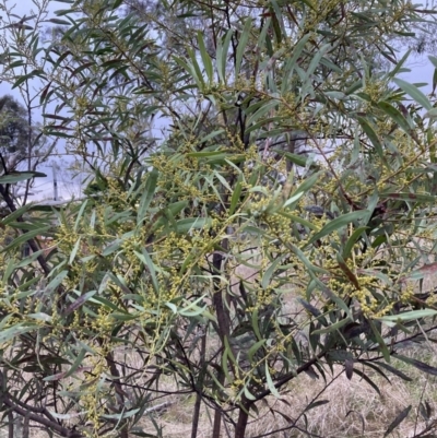 Acacia rubida (Red-stemmed Wattle, Red-leaved Wattle) at Hackett, ACT - 28 Jul 2023 by waltraud